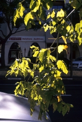 http://cedrickeymenier.com/files/gimgs/th-111_120617.jpg